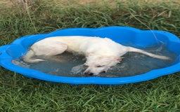 Meticcio cani in regalo: TILLA a Provincia di Latina - Immagine 9