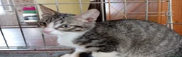 Europeo gatti in regalo: gatti cuccioli 2 mesi cercano casa❤️ - Annuncio 9