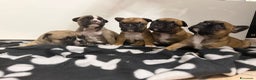Bulldog Francese cani in vendita: Cuccioli di Buldog francese  - Annuncio 1