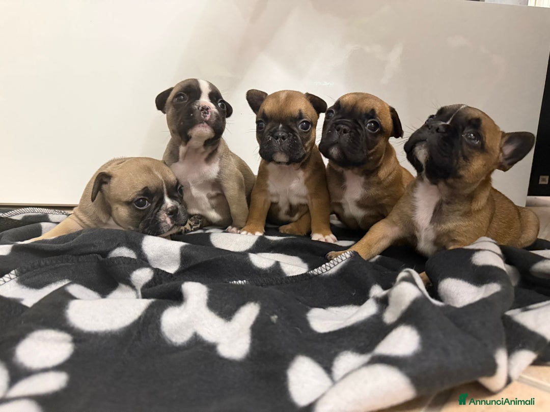 Bulldog Francese cani in vendita: Cuccioli di Buldog francese  - Annuncio 1