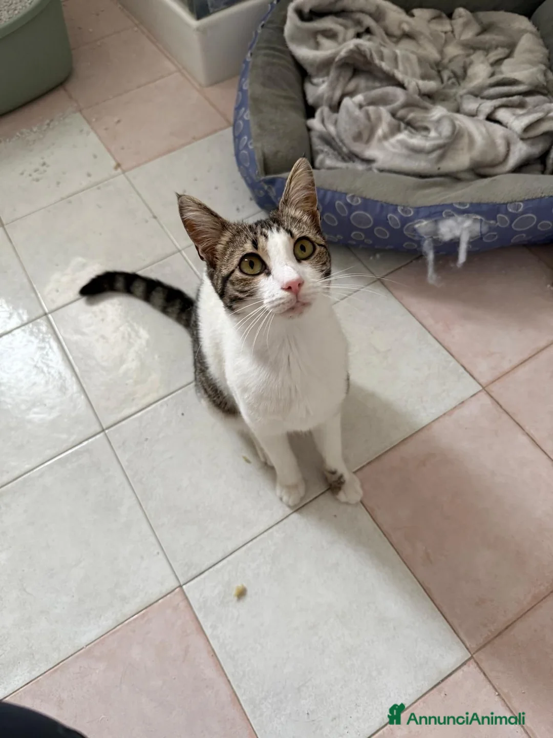 Meticcio gatti in regalo: Trilly cerca casa  a Città metropolitana di Messina - Annuncio 1