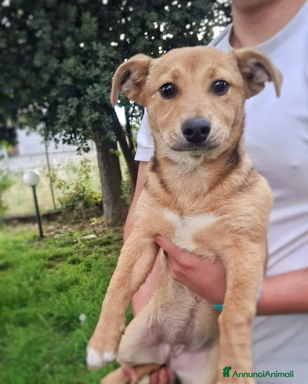 Meticcio cani in regalo: GOCCIOLA 🩷 taglia piccola. Cuore gigante. a Provincia di Padova - Annuncio 2