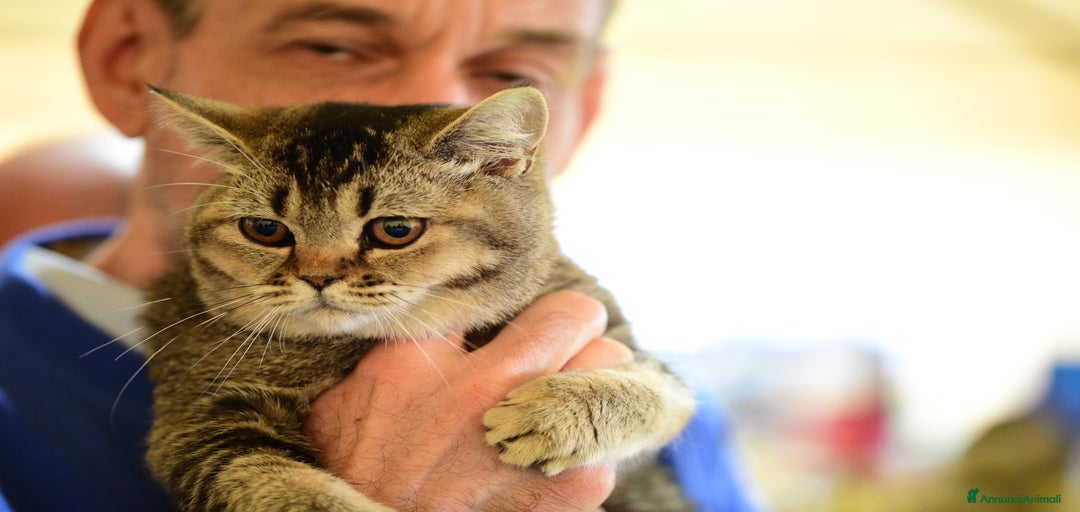 Immagine della galleria {{count}}