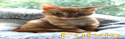 Europeo gatti in regalo: FULVIO PICCOLO GATTINO ROSSO TABBY - Annuncio 3