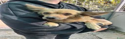 Meticcio cani in regalo: Roxana e Basilio: adozione di coppia nonnini - Annuncio 16