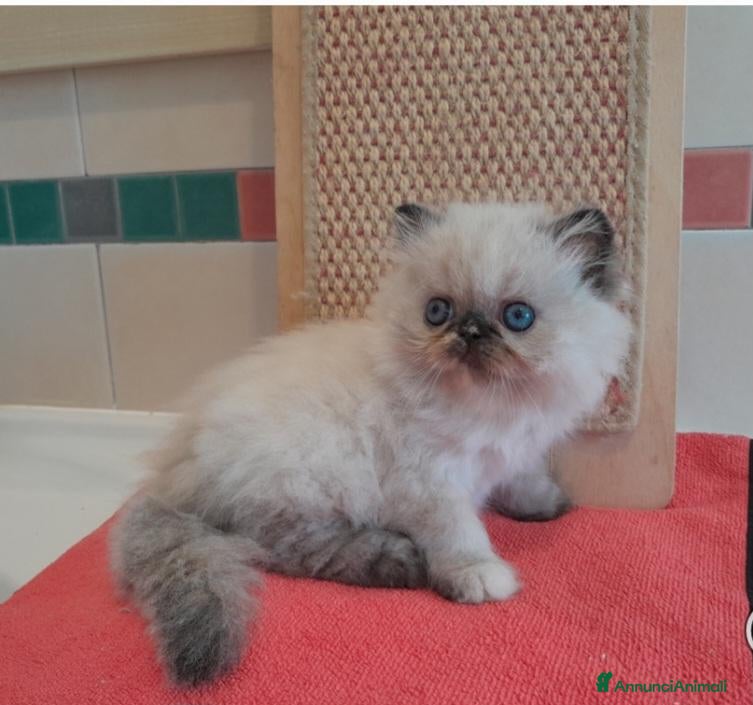 Persiano gatti Gatti persiani - Annuncio 8
