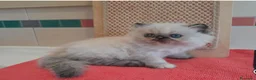Persiano gatti in vendita: Gatti persiani - Annuncio 1