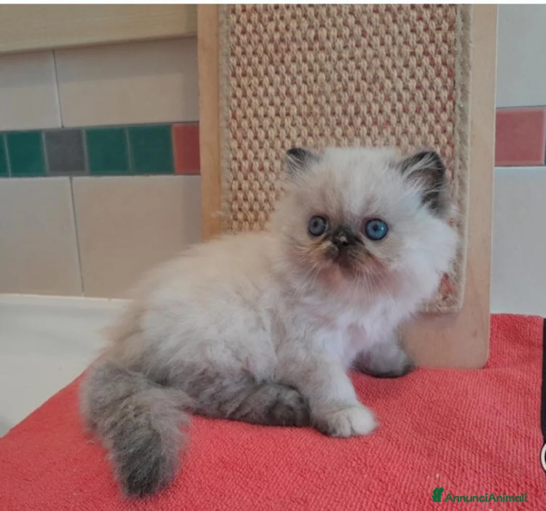 Persiano gatti in vendita: Gatti persiani - Annuncio 1