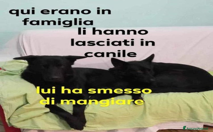 Pastore Tedesco cani - Annuncio 3