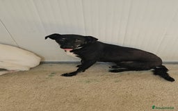 Meticcio cani in regalo: Luigi: timido, docile, socievole  a Città Metropolitana di Genova - Immagine 24