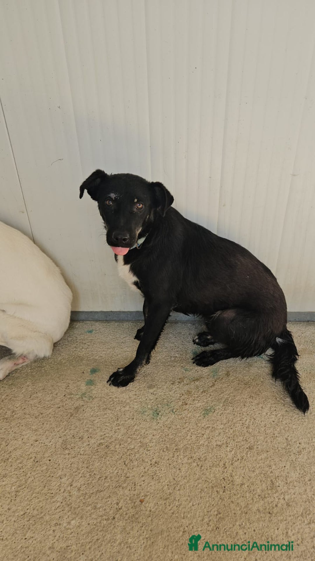 Meticcio cani in regalo: Luigi: timido, docile, socievole  a Città Metropolitana di Genova - Immagine 24