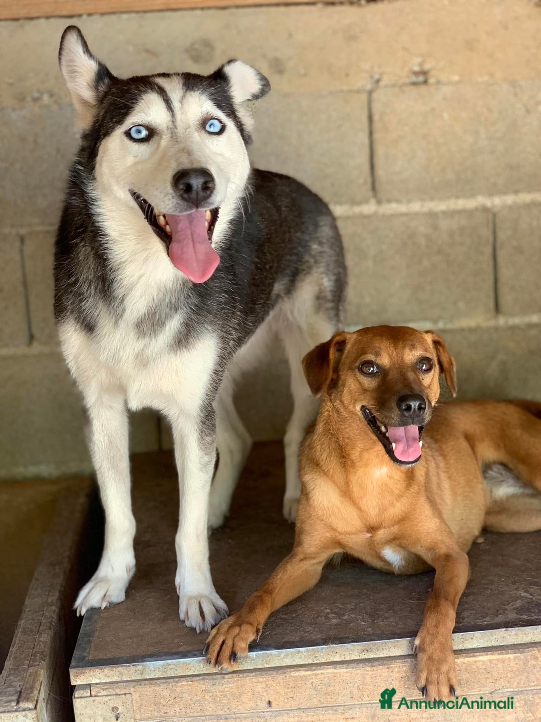 Husky cani in regalo: BLUE, bellissima mix HUSKY impaurita! - Annuncio 7