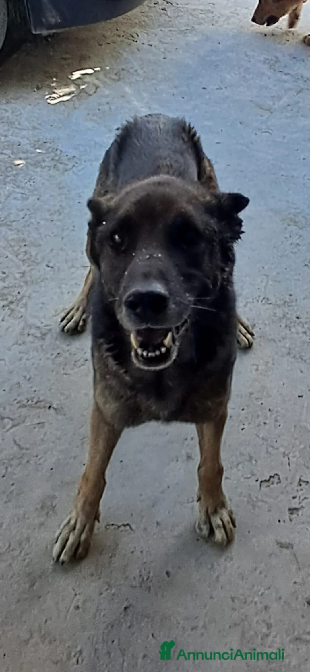 Pastore Tedesco cani in regalo: PETRA simil pastore Tedesco grigio - Annuncio 2
