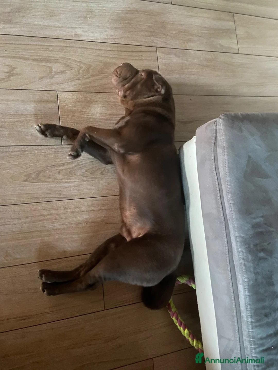 Shar Pei cani in regalo: Regalo a Provincia di Bergamo - Annuncio 2