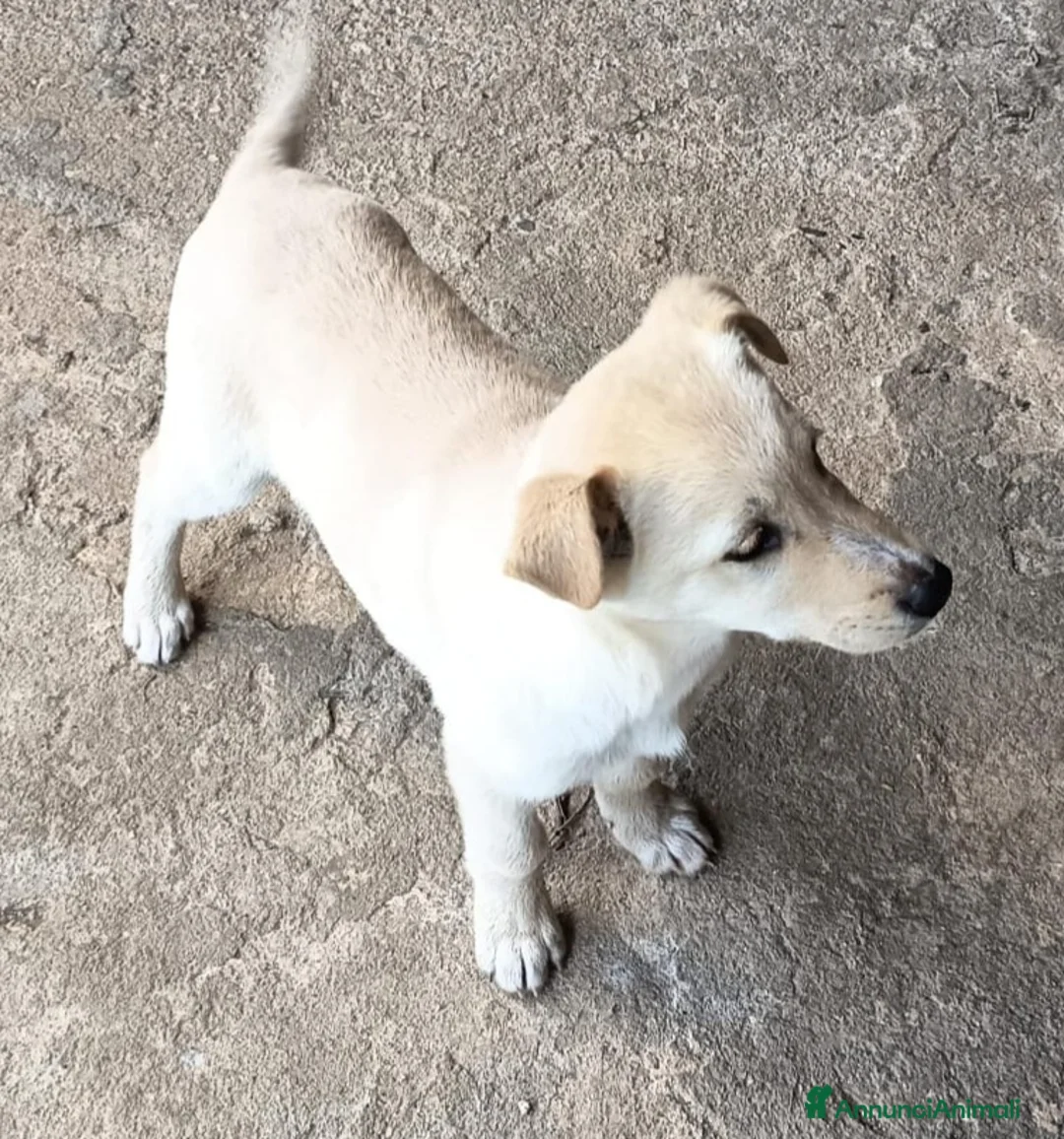 Meticcio cani in regalo: UNA MAMMA PER BIANCA a Provincia di Varese - Annuncio 6