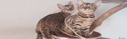 Bengala gatti in vendita: Gatti Bengala cuccioli a Città Metropolitana di Venezia - Annuncio 8