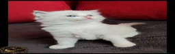 Ragdoll gatti in vendita: Ragdoll con pedegree senza obblighi  - Annuncio 7
