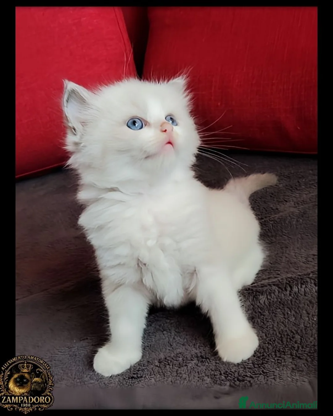 Ragdoll gatti in vendita: Ragdoll con pedegree senza obblighi  - Annuncio 7