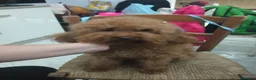 Barboncino cani in vendita: Cucciolo barbone nano - Annuncio 4