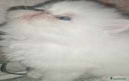 Persiano gatti in vendita: Cuccioli gatto Persiano pura razza  - Immagine 5