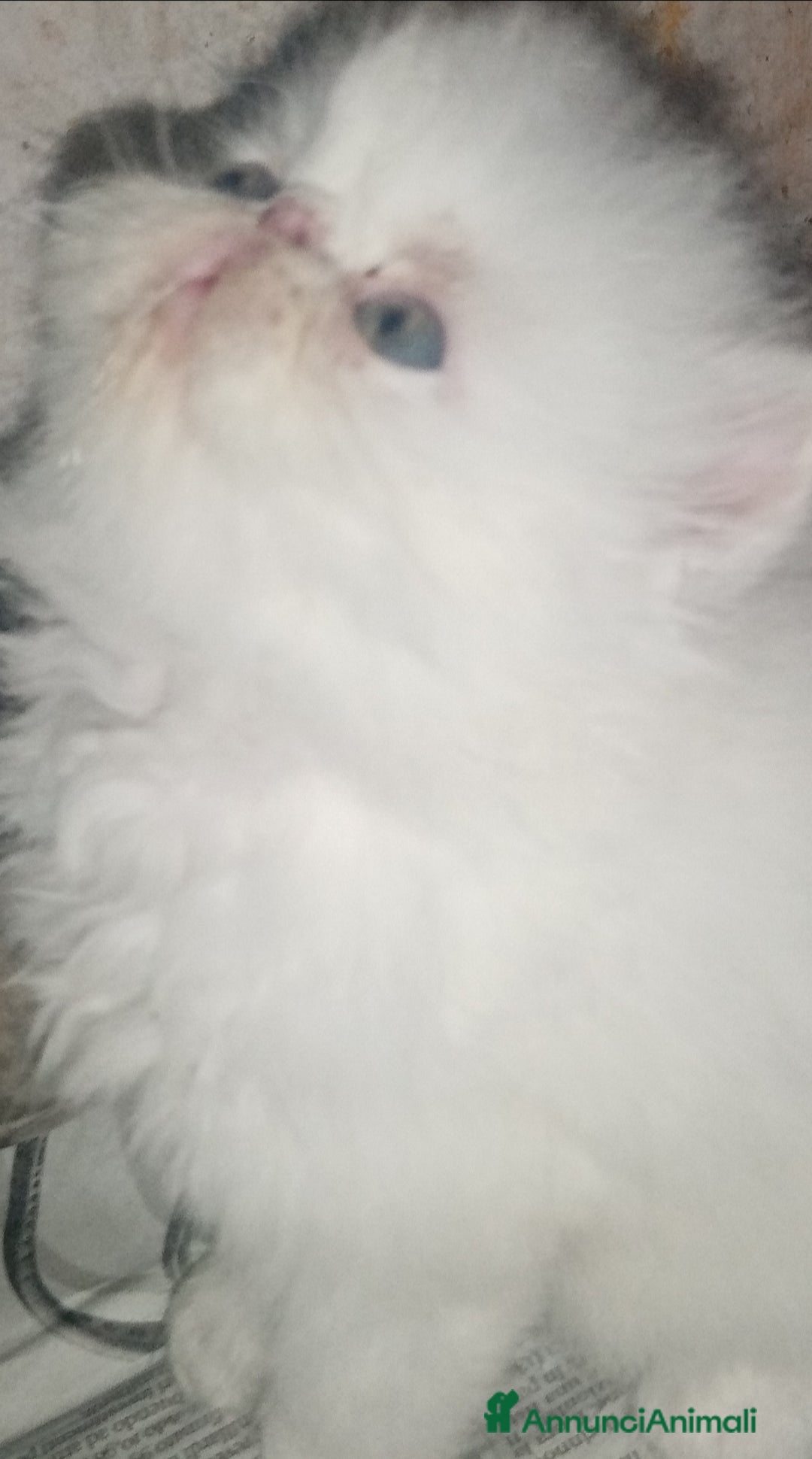 Persiano gatti in vendita: Cuccioli gatto Persiano pura razza  - Annuncio 5