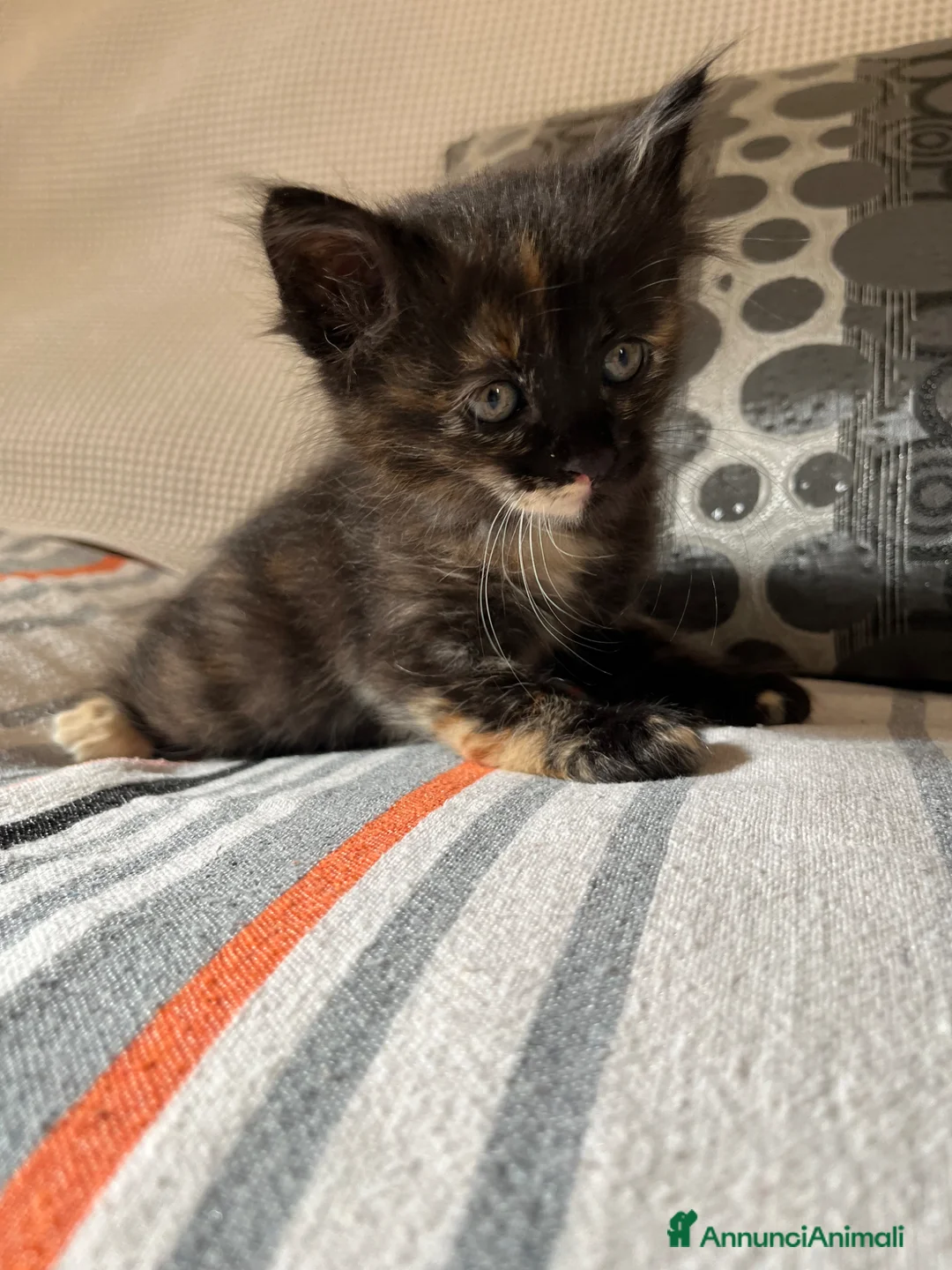 Meticcio gatti in regalo: Regalo un gattino a pelo lungo maschio  - Annuncio 2