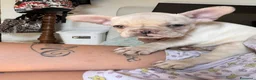Bulldog Francese cani in vendita: Femmina bulldog francese  - Annuncio 6