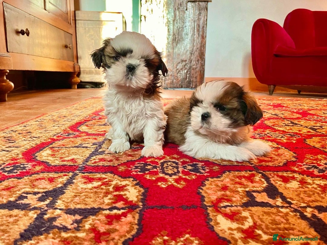Shih Tzu cani in vendita: SHIHTZU CON PEDIGREE ENCI - Annuncio 4