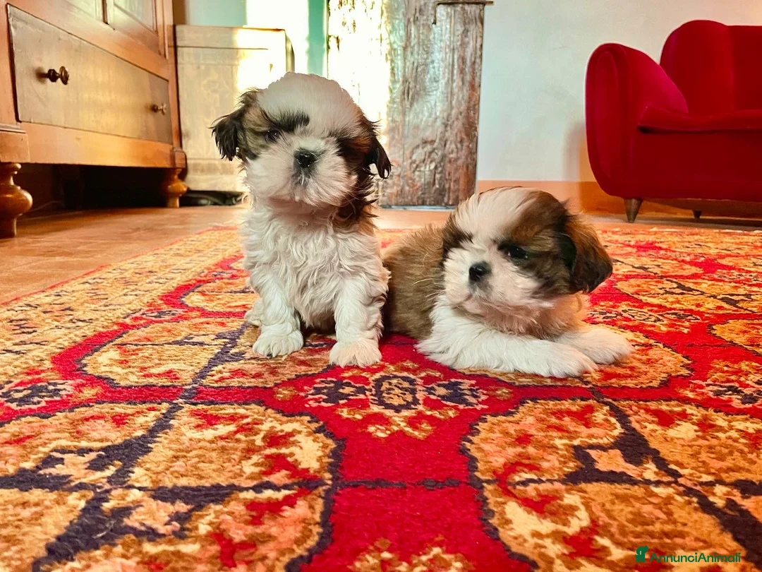 Shih Tzu cani in vendita: SHIHTZU CON PEDIGREE ENCI - Annuncio 4