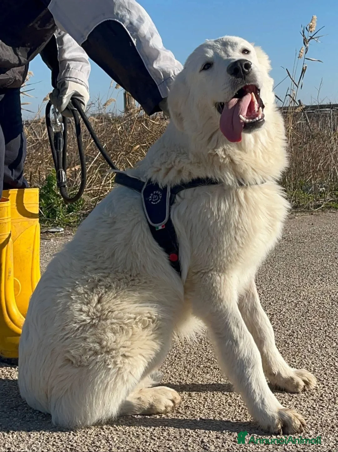 Pastore Maremmano cani in regalo: Peppe - Annuncio 15