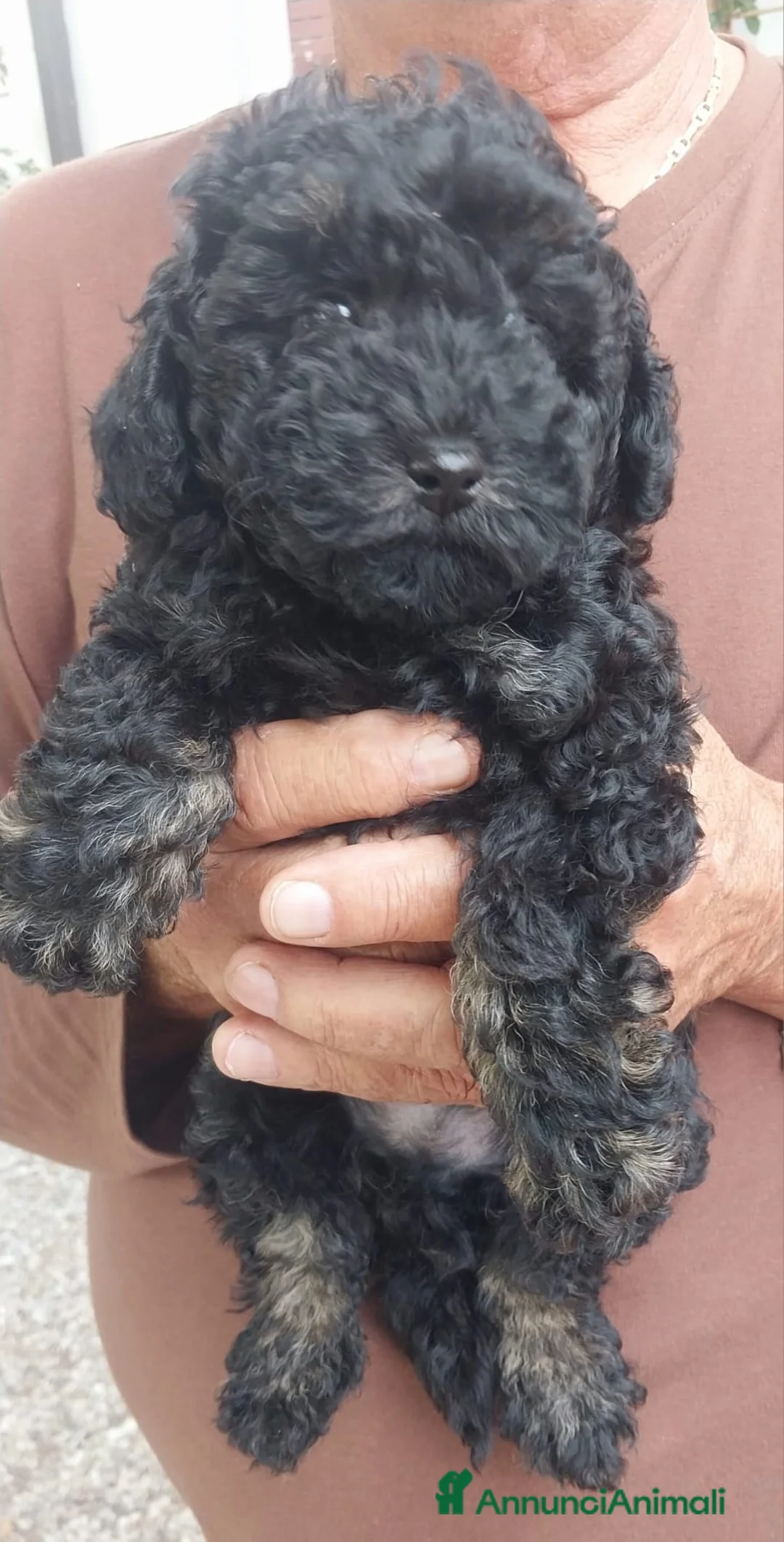 Barboncino Toy cani in vendita: Cucciolo di Barboncino Toy color Phantom maschi - Annuncio 2