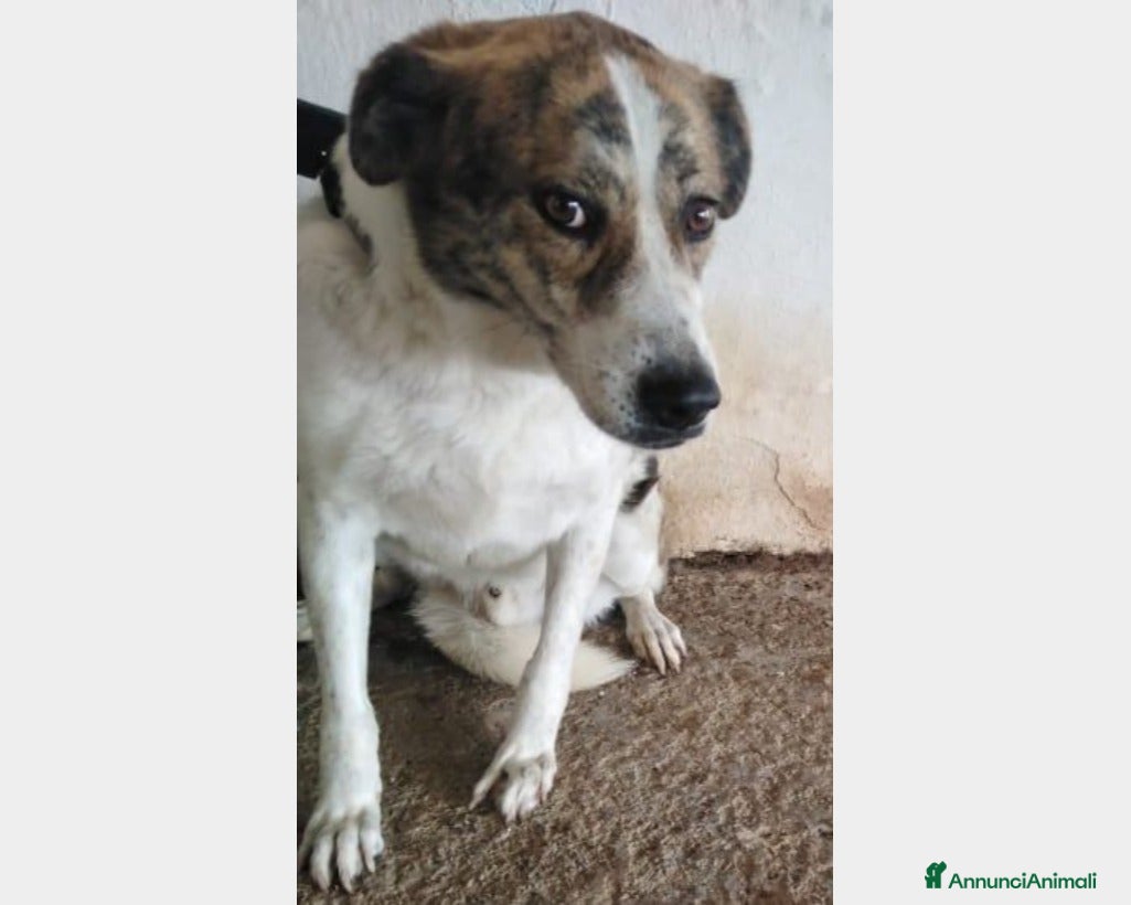 Meticcio cani 4anni da cucciolo in 1canile di 2000anime del sud a Milano - Annuncio 25