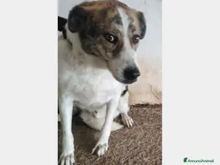 Meticcio cani 4anni da cucciolo in 1canile di 2000anime del sud - Annuncio 30