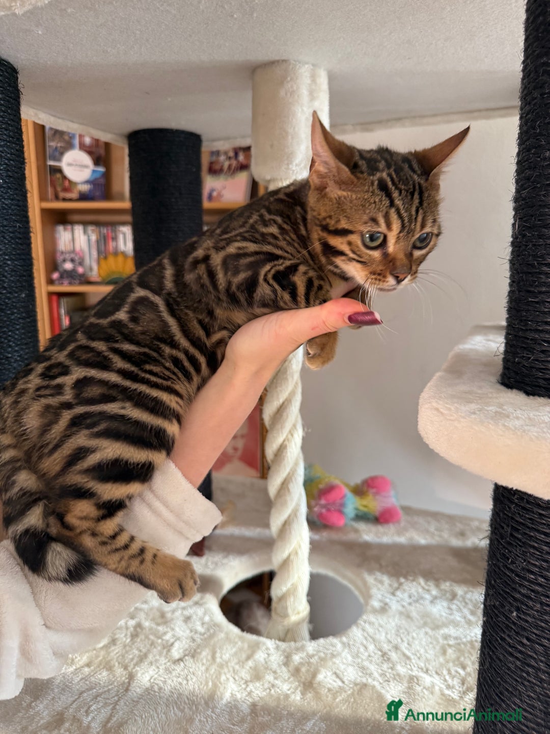 Bengala gatti in vendita: Gattina bengala brown spotted tabby  - Annuncio 3