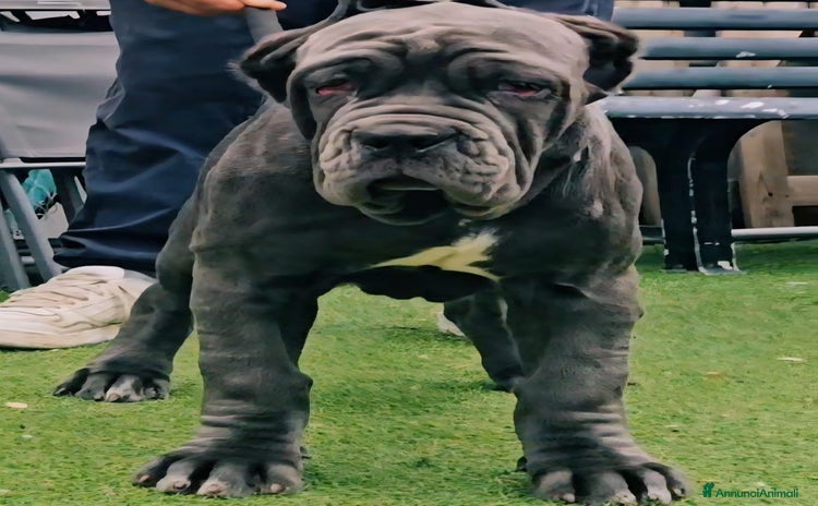 Mastino Napoletano cani - Annuncio 1