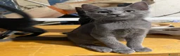 Europeo gatti in regalo: Meravigliosi gattini! a Provincia di Chieti - Annuncio 6