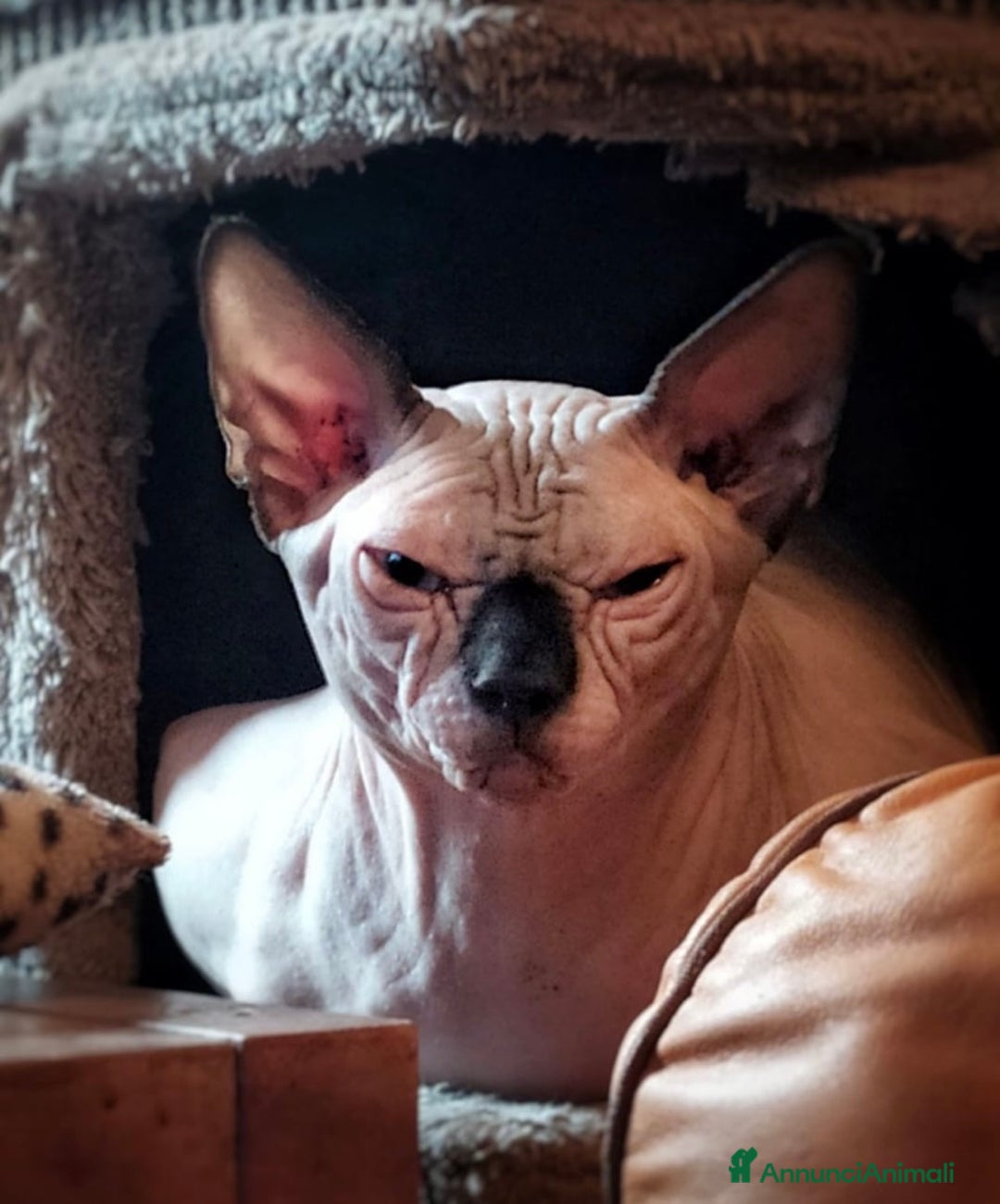Sphynx gatti in vendita: Sphynx  a Città metropolitana di Roma Capitale - Immagine 1