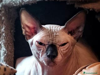 Sphynx gatti Sphynx a Città metropolitana di Roma Capitale - Annuncio 11