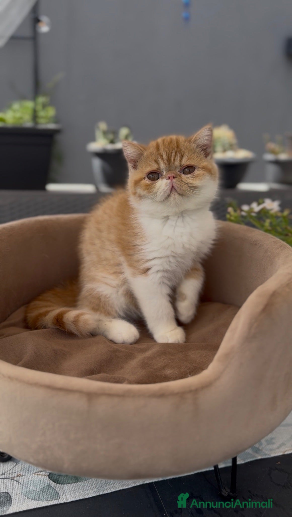 Exotic Shorthair gatti Gatti Persiani e Exotic tutta Italia  - Annuncio 1