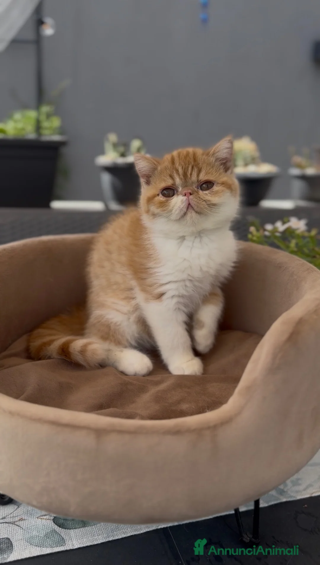 Exotic Shorthair gatti in vendita: Gatti Persiani e Exotic tutta Italia  - Annuncio 1