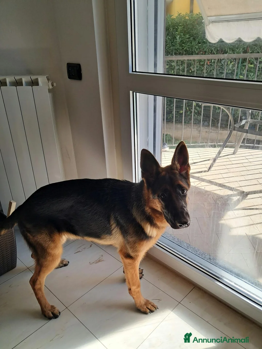 Pastore Tedesco cani in regalo: Splendida Pastore Tedesco di 7 Mesi Cerca Famiglia a Provincia del Verbano-Cusio-Ossola - Annuncio 2