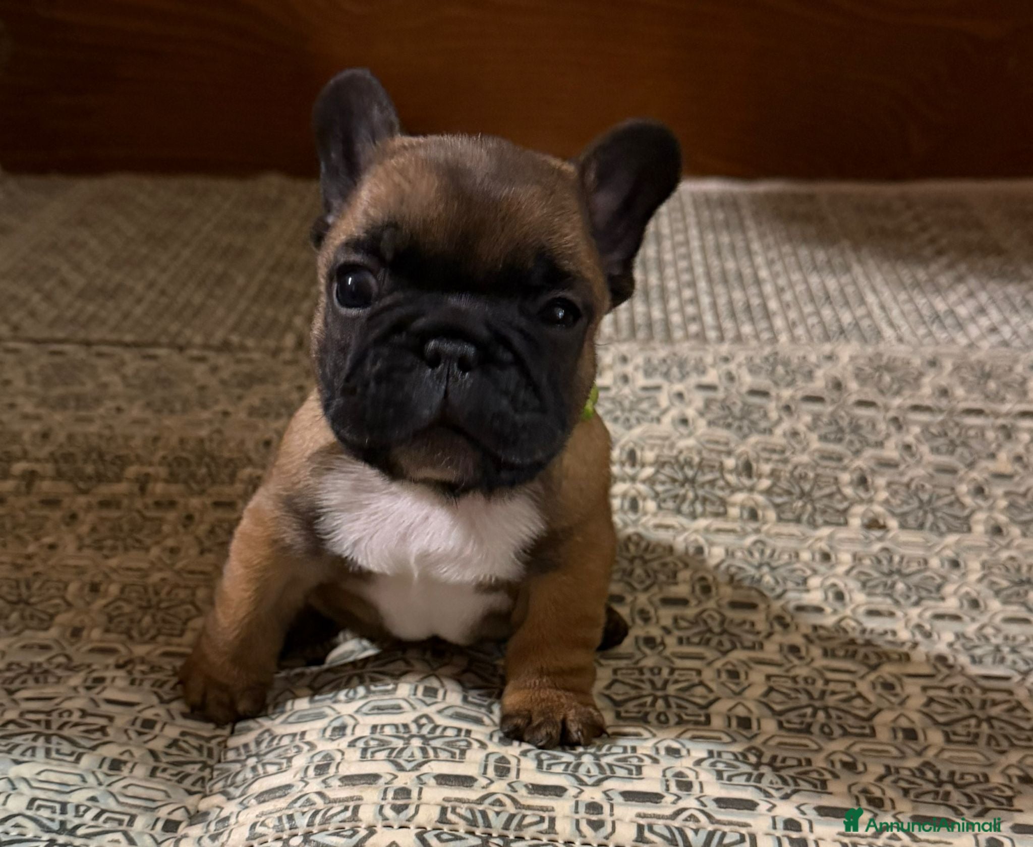 Bulldog Francese cani Bulldog francesi di razza pura  - Annuncio 4