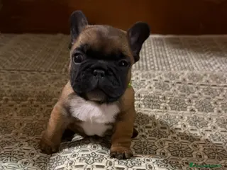 Bulldog Francese cani Bulldog francesi di razza pura - Annuncio 2