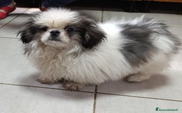 Pechinese cani in vendita: Pechinese  a Provincia di Pavia - Immagine 4