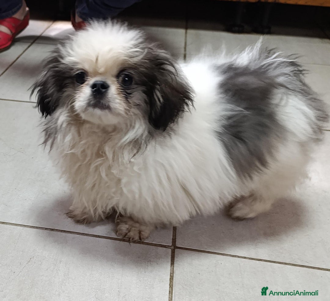 Pechinese cani in vendita: Pechinese  a Provincia di Pavia - Immagine 4