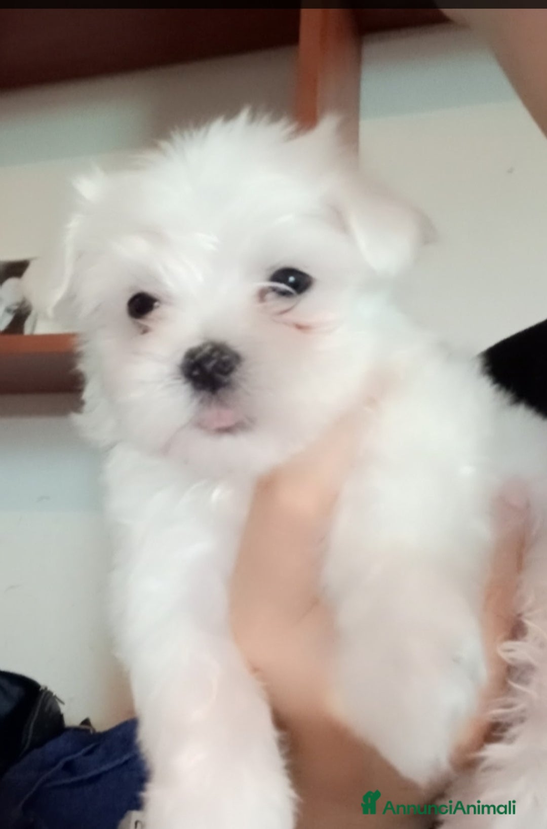 Maltese cani in vendita: Maltese - Annuncio 3