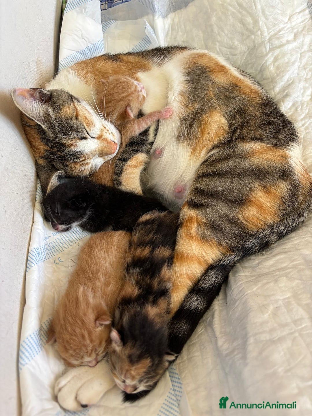 Meticcio gatti in regalo: Regalo gattino maschio  - Annuncio 3