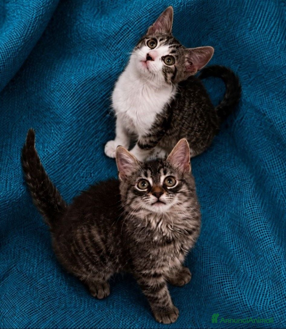 Europeo gatti Due gattini di due mesi - Annuncio 9