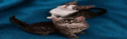 Europeo gatti in regalo: Due gattini di due mesi - Annuncio 1