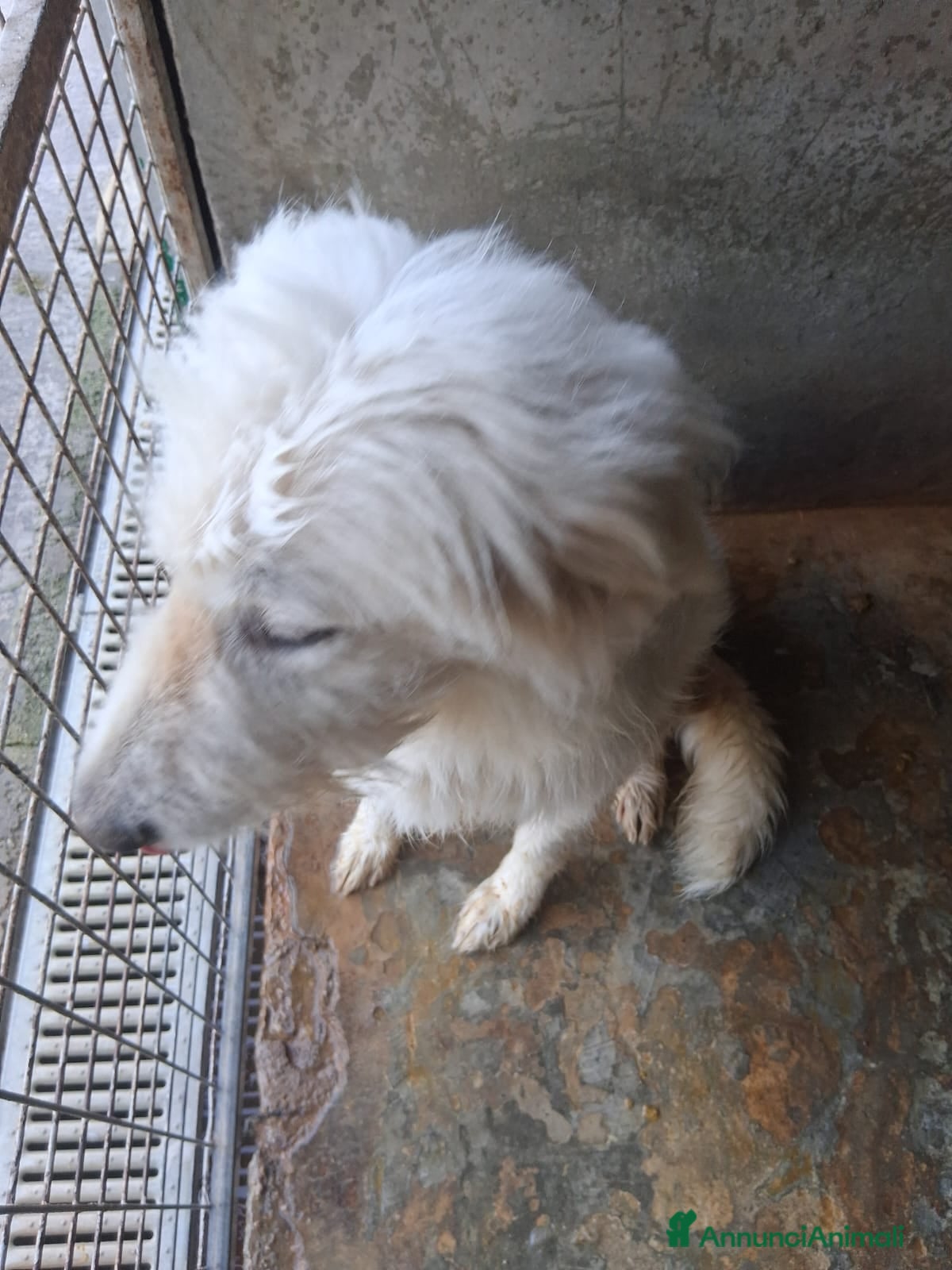 Altre razze cani scooby du - Annuncio 2